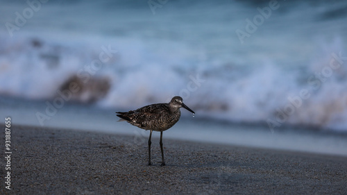 bird on the beach