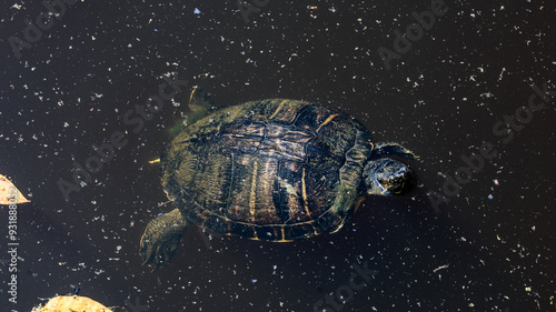 turtle in the water