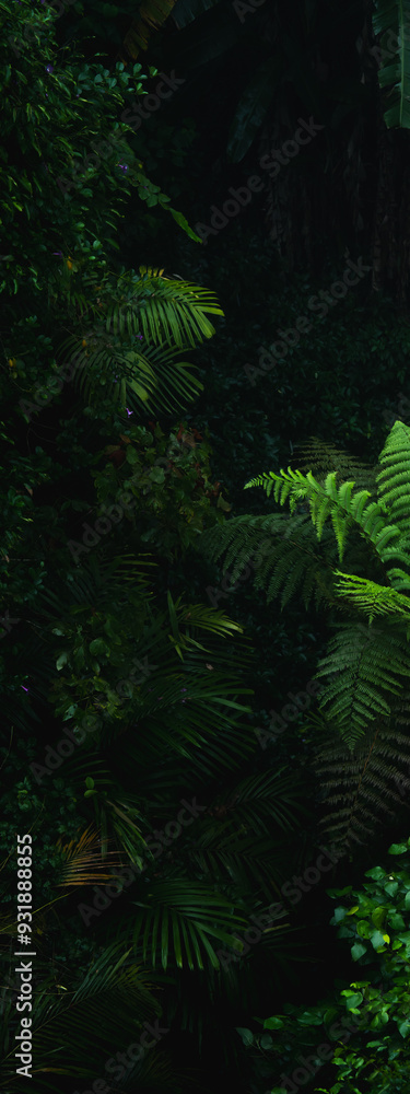 A deep evergreen rainforest, jungle, foliage, tropical wild forest, greenery canopy view, a top view or close up of tree in penang hill, concept of ecology, Earth day, biodiversity, mystery background A deep evergreen rainforest, jungle, foliage, tropical wild forest, greenery canopy view, a top view or close up of tree in penang hill, concept of ecology, Earth day, biodiversity, mystery background