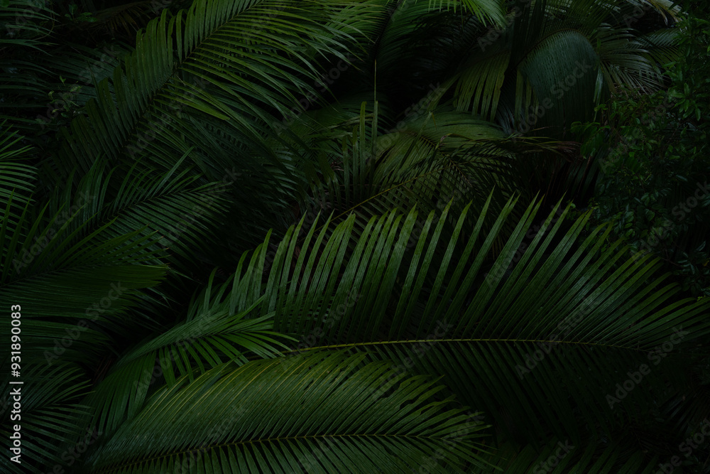 Fototapeta premium A deep evergreen rainforest, jungle, foliage, tropical wild forest, greenery canopy view, a top view or close up of tree in penang hill, concept of ecology, Earth day, biodiversity, mystery background