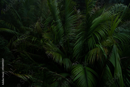 A deep evergreen rainforest, jungle, foliage, tropical wild forest, greenery canopy view, a top view or close up of tree in penang hill, concept of ecology, Earth day, biodiversity, mystery background