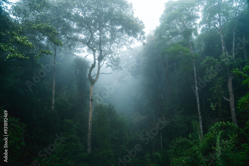 A deep evergreen rainforest, jungle, foliage, tropical wild forest, greenery canopy view, a top view or close up of tree in penang hill, concept of ecology, Earth day, biodiversity, mystery background