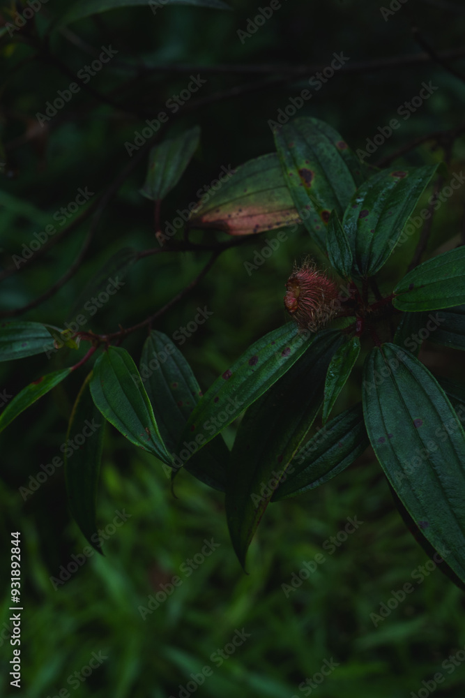 Fototapeta premium A deep evergreen rainforest, jungle, foliage, tropical wild forest, greenery canopy view, a top view or close up of tree in penang hill, concept of ecology, Earth day, biodiversity, mystery background