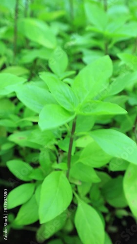 Wallpaper Mural Footage of Thai Basil Plant Glowing in the Garden Torontodigital.ca