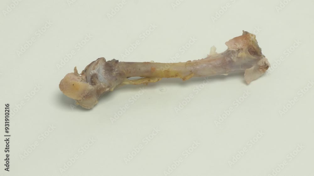 A Comprehensive Scientific Analysis of an Ancient Bone Specimen from a Historical Context A Comprehensive Scientific Analysis of an Ancient Bone Specimen from a Historical Context