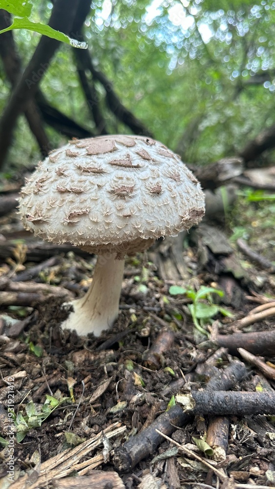 Mushroom Mushroom