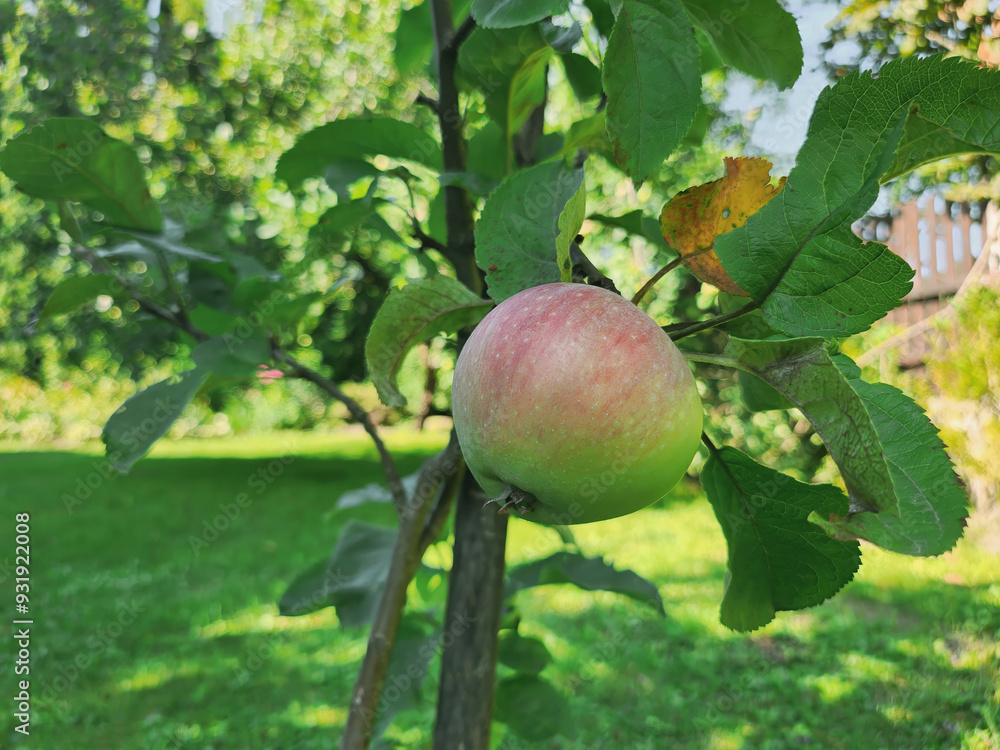 A vibrant red apple hanging from a leafy branch, set against a blurred garden background. Perfect for themes of nature, gardening, and organic produce. A vibrant red apple hanging from a leafy branch, set against a blurred garden background. Perfect for themes of nature, gardening, and organic produce.