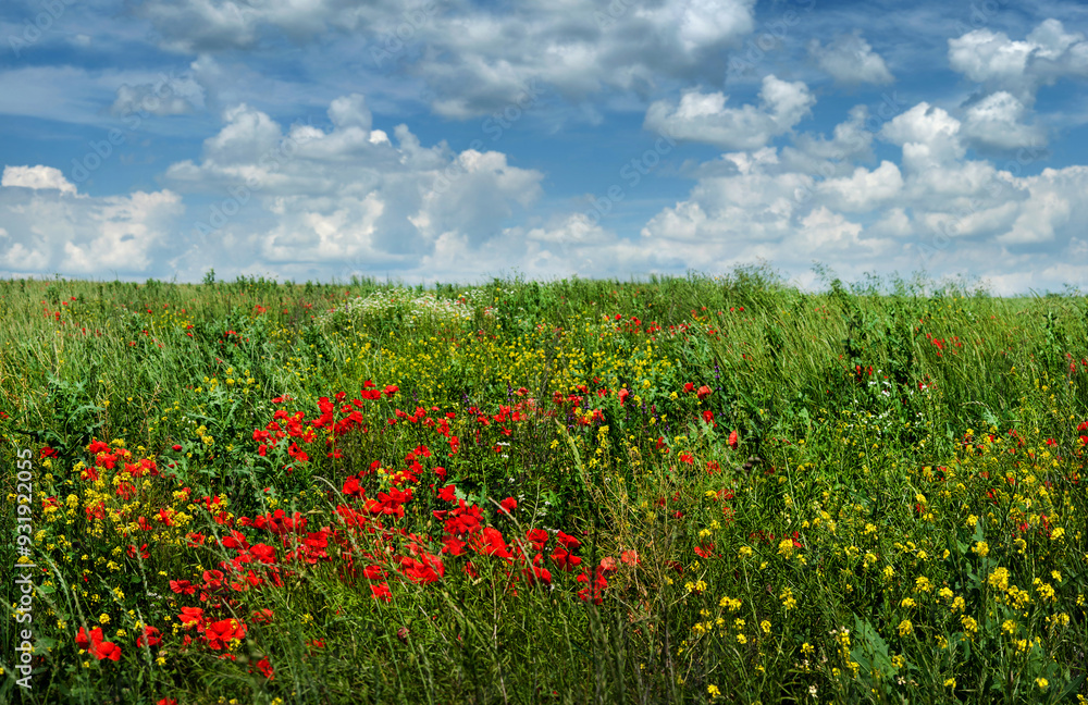 Red poppies and yellow flowers and beautiful blue sky with clouds. Flowers and herbs. Sunny, beautiful summer day mood. Red poppies and yellow flowers and beautiful blue sky with clouds. Flowers and herbs. Sunny, beautiful summer day mood.