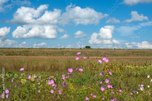 pink cosmos flower blooming in the field, rural fields in the distance, rural landscape. Pink Cosmos bipinnatus photo