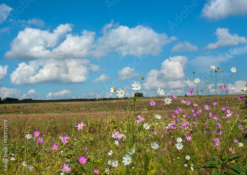 pink cosmos flower blooming in the field, rural fields in the distance, rural...