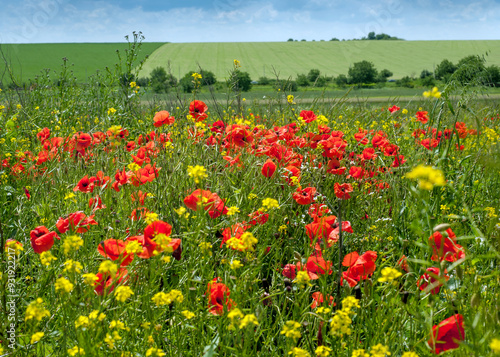 countryside landscapes, fields through field grasses red and yellow flowers