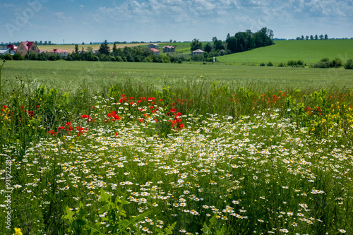 meadow of field daisies and poppies and a rural landscape on the horizon agai...