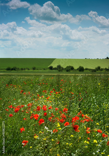 beautiful poppies and yellow flowers in the foreground and two fields divided...