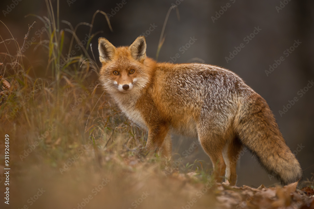 Red fox turning back on dry orange leaves in autumn