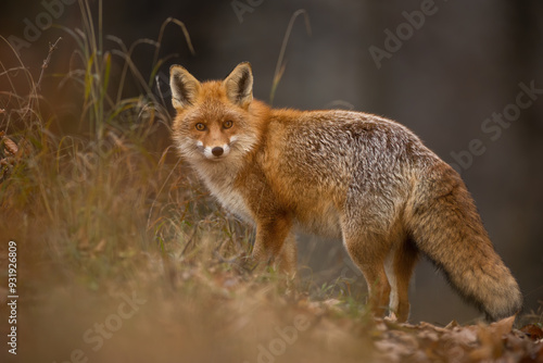 Obraz na płótnie Red fox turning back on dry orange leaves in autumn w salonie