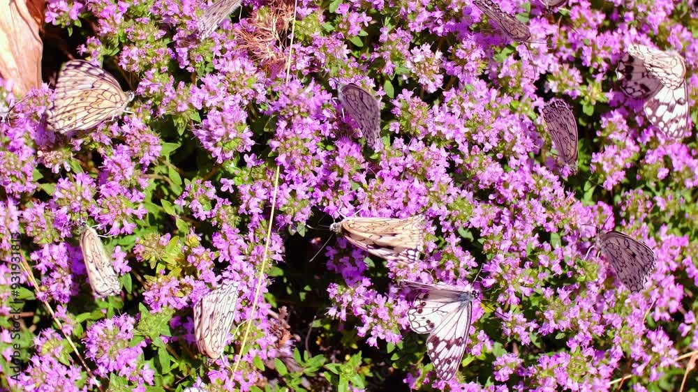 Many white butterflies sit on thyme flowers. Butterflies fly over flowers. The concept of spring and the pacification of nature. Butterflies pollinate plants and drink nectar. Many white butterflies sit on thyme flowers. Butterflies fly over flowers. The concept of spring and the pacification of nature. Butterflies pollinate plants and drink nectar.