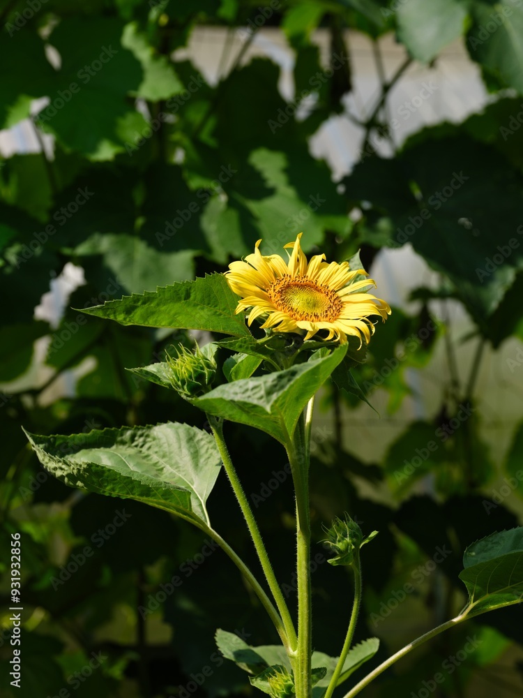 Yellow sunflower blooming in the garden Yellow sunflower blooming in the garden