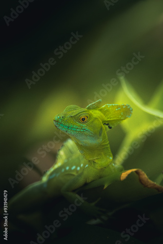 Wallpaper Mural green lizard on a leaf Torontodigital.ca