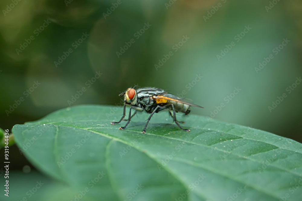 Naklejka premium a housefly perched on the green leaves of a bush