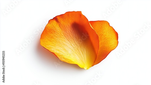 Orange rose petal on white background, isolate