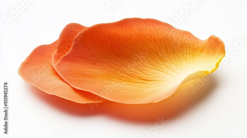 Orange rose petal on white background, isolate