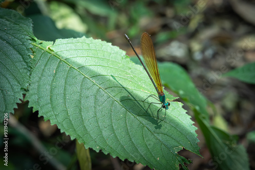 Atrocalopteryx atrata, which is on the stems and leaves of shrubs, was photographed using the macro photography concept photo