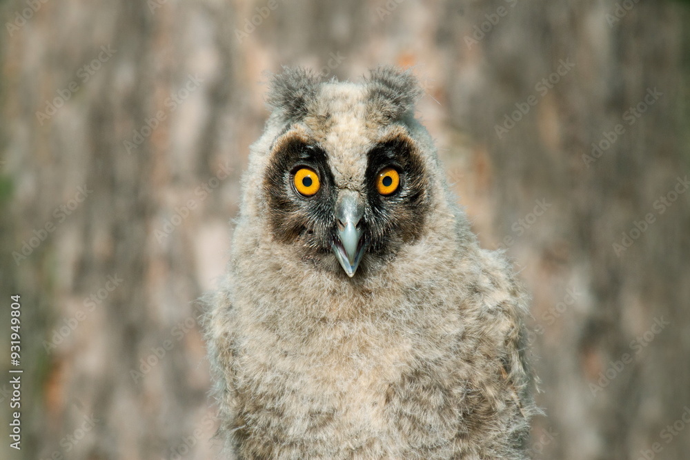 Naklejka premium great horned owl