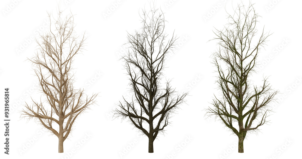 Fototapeta premium Three dried pampas grass stalks on transparent background