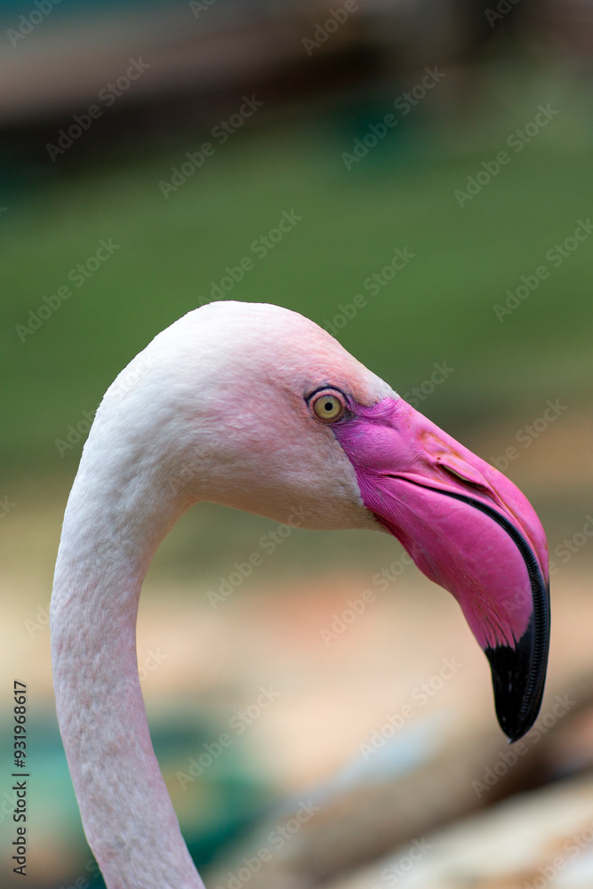 Fototapeta premium pink flamingo bird head close up photo on summer nature background. High quality photo