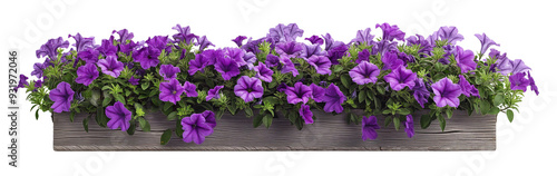 Purple petunias flowers in wooden flower box isolated on white or transparent background, cutout png, 3D rendering