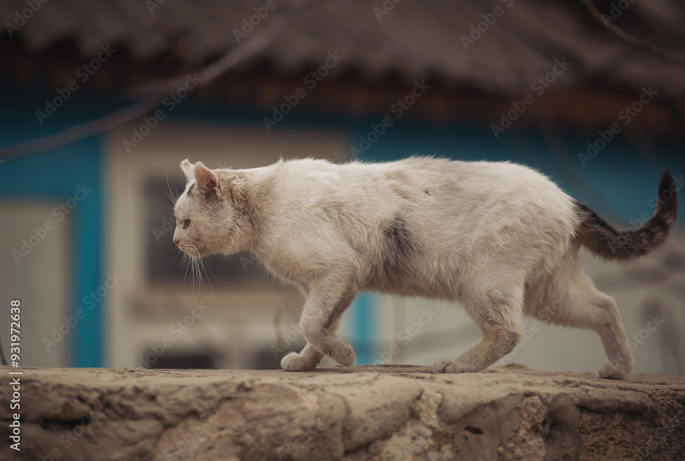 A white cat casually walks along the house fence. Behind it are the ruins of a house that will be rebuilt. Stray cat on the fence. A white cat casually walks along the house fence. Behind it are the ruins of a house that will be rebuilt. Stray cat on the fence.