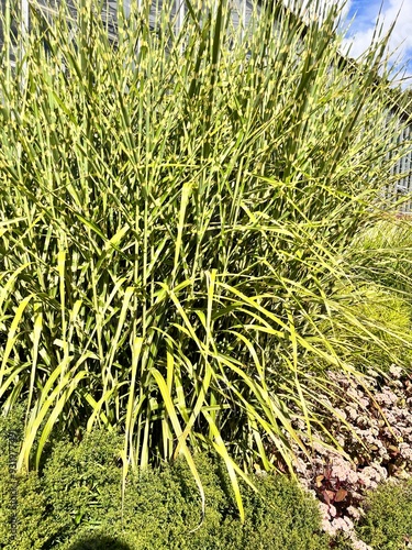 Miscanthus sinensis Zebrinus.spectacular unusual Ornamental cereal with elongated, tough, green leaves with yellow-golden transverse stripes in a summer garden.Floral background photo