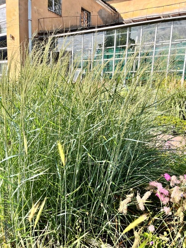 Panicum virgatum Heavy Metal.A spectacular decorative cereal with silvery blue narrow leaves in a summer garden.Floral background photo