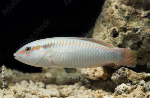 Adult Zigzag wrasse (Halichoeres scapularis) from Indian ocean