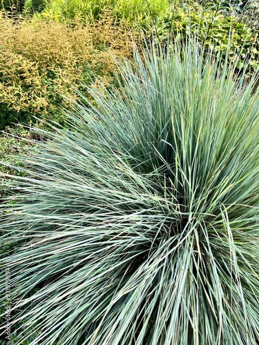 Helictotrichon sempervirens Pendula or Blue OatGrass.spectacular decorative cereal with fluffy panicles,evergreen grass with flat linear  blue turquoise leaves in summer garden.Floral background  photo