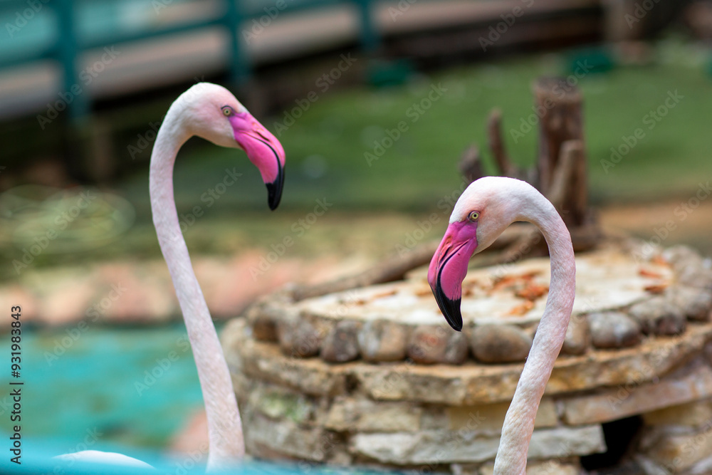 Fototapeta premium pink flamingo couple close up portrait on summer park background