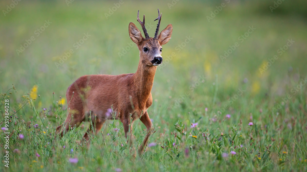 Roe Deer Buck Walking on Green Summer Meadow with Flowers