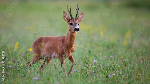 Obraz na płótnie Roe Deer Buck Walking on Green Summer Meadow with Flowers w salonie