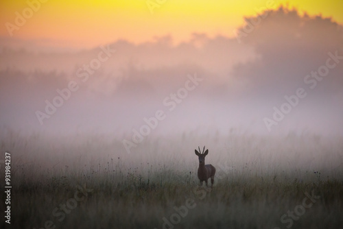 Obraz na płótnie Roe Deer Buck in Misty Summer Meadow at Dawn with copy space w salonie