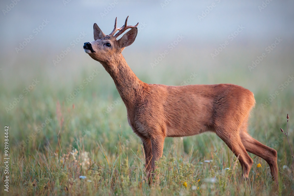 Roe Deer Buck Sniffing for Scents in Foggy Meadow at Sunrise