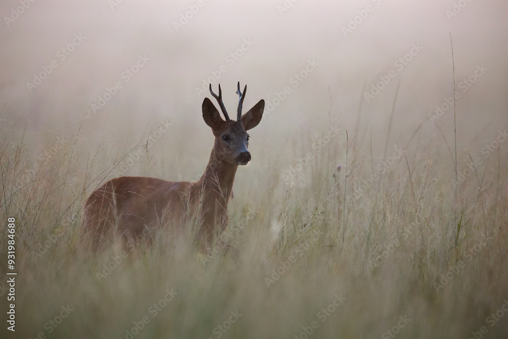 Roe Deer Buck Walking in Misty Morning Meadow in Summer