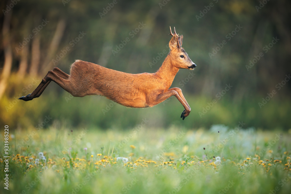 Roe Deer Buck Leaping Through Sunlit Meadow in Summer Nature
