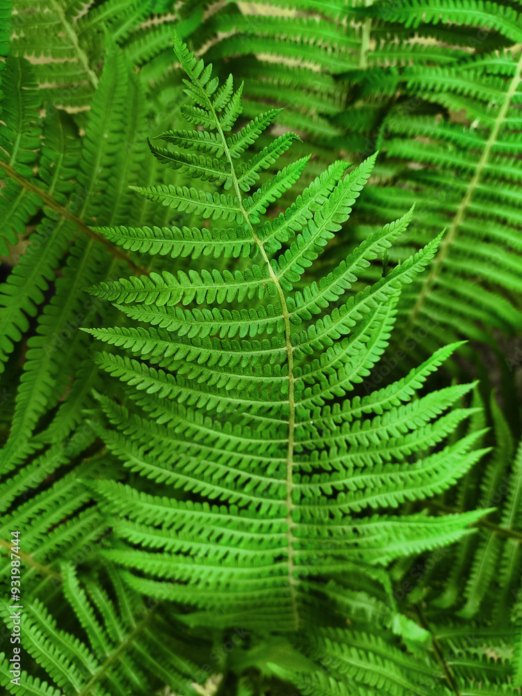beautiful close-up green fern branch against the background beautiful close-up green fern branch against the background
