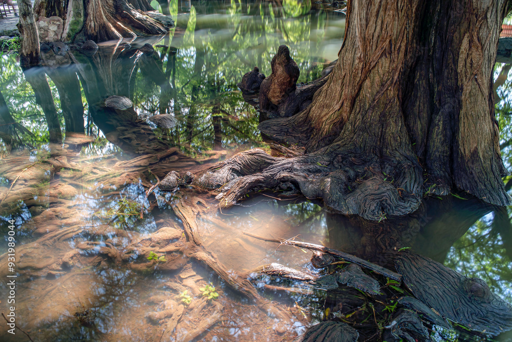 arboles, raices de arbol, camecuaro, michoacan, naturaleza, agua, Lago de Camécuaro, parque nacional, mexico, paisaje, corteza de arbol arboles, raices de arbol, camecuaro, michoacan, naturaleza, agua, Lago de Camécuaro, parque nacional, mexico, paisaje, corteza de arbol