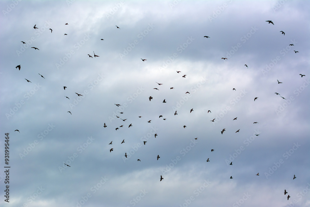 A flock of pigeons or crows flies chaotically against a blue cloudy sky. Autumn. Birds are preparing for migration or departure. Silhouettes of a group of birds. Background. A flock of pigeons or crows flies chaotically against a blue cloudy sky. Autumn. Birds are preparing for migration or departure. Silhouettes of a group of birds. Background.