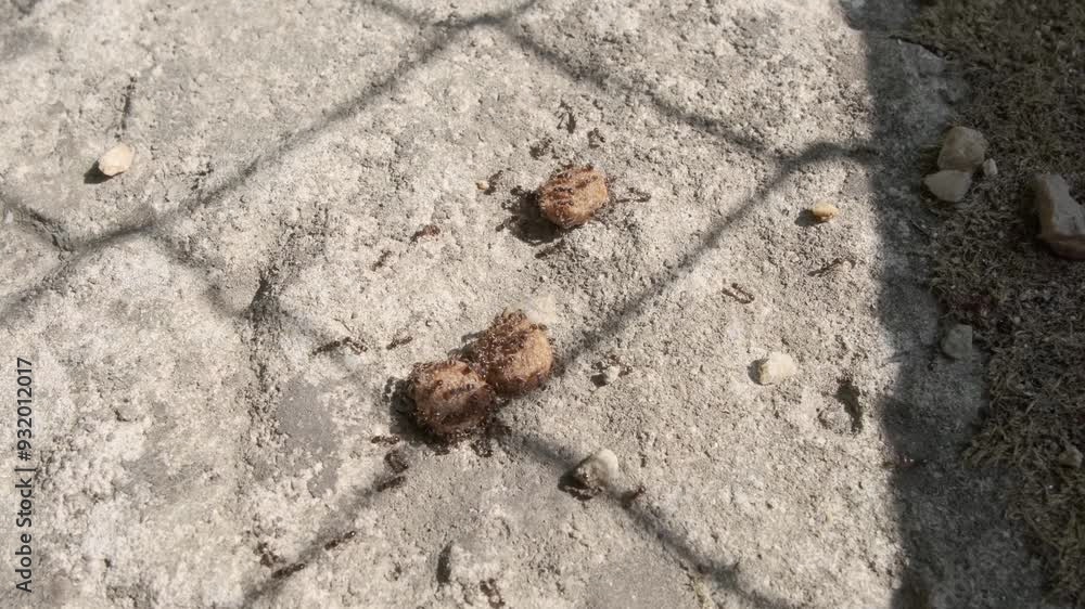 large group of ants running over the remains of food large group of ants running over the remains of food