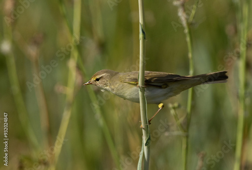 Common Chiffchaff on geen at Buri,  Bahrain photo