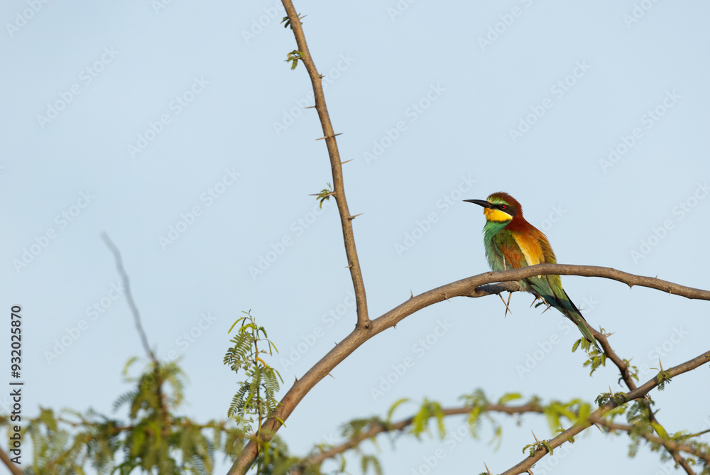 European bee-eater perched on tree at Jasra, Bahrain European bee-eater perched on tree at Jasra, Bahrain