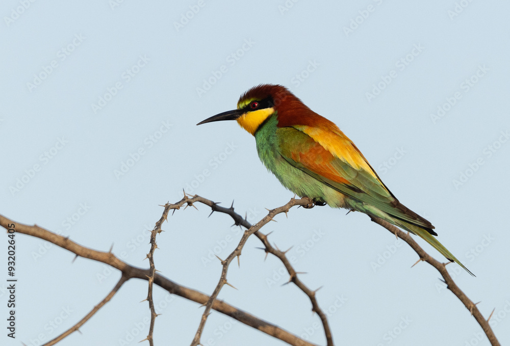 European bee-eater perched on acacia tree, Bahrain European bee-eater perched on acacia tree, Bahrain