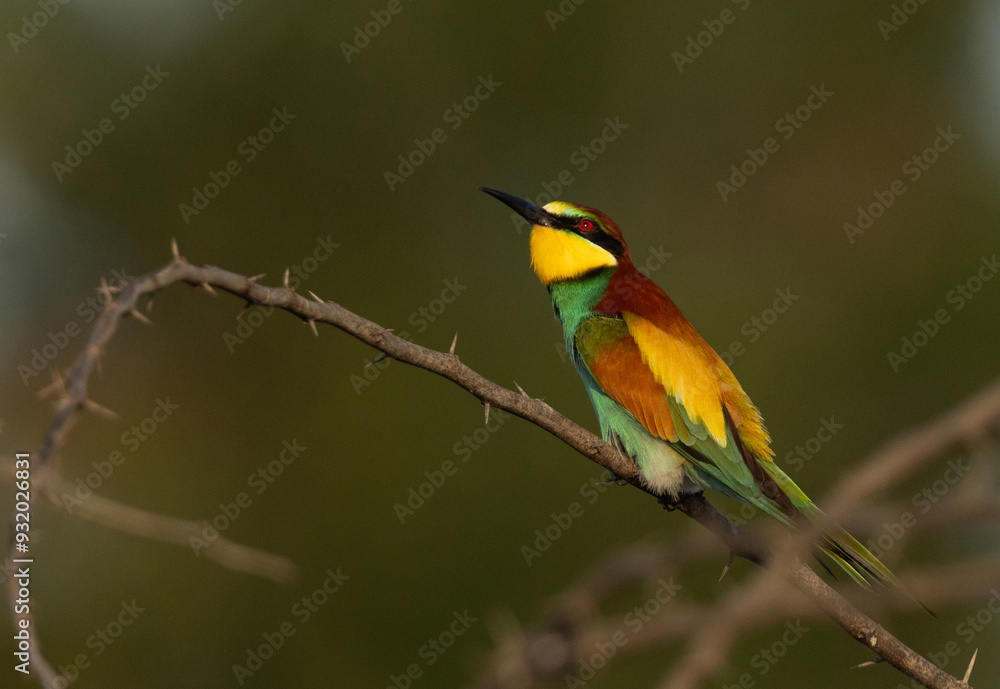 European bee-eater looking above perched on a tree, Bahrain European bee-eater looking above perched on a tree, Bahrain